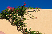 Close up view of Bougainvillea (Bougainvillea Glabra) climbing up a wall. Crete, Greece.