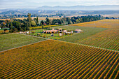 Aerial view of vineyards in Napa Valley. California, USA.