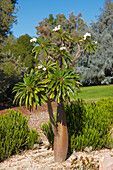 Madagascar Palm, or Club Foot (Pachypodium lamerei). Los Angeles County Arboretum and Botanic Garden, Los Angeles, California, USA.