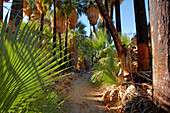 Palm trees grow in the Palm Canyon near Palm Springs, California, USA.