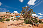 Aussicht auf den Wilson Arch, auch bekannt als Wilson's Arch, ein natürlicher Sandsteinbogen im Südosten von Utah, USA.