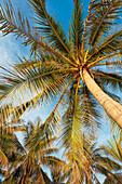 A view from below of a coconut palm with green fruits. Cua Dai Beach, Hoi An, Quang Nam Province, Vietnam.