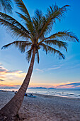 Palm tree grows on the Cua Dai Beach. Hoi An, Quang Nam Province, Vietnam.