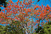 A view from below of Royal Poinciana, aka Flame Tree (Delonix regia) blossoming branches. The Marble Mountains, Da Nang, Vietnam.