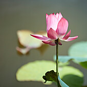 Close up view of an pink lotus flower (Nelumbo nucifera) on the Trung Minh Lake. Tomb of Minh Mang, Hue, Vietnam.