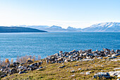 Norwegen, Altafjord, Steinvika, Rentiere an der Küste