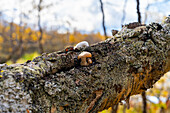  Sweden, Norrbotten County, Abisko, Abisko National Park 