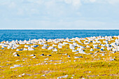 Norwegen, Finnmark, Varangerhalvøya, Hamningberg, Vögel, Möwen an der Küste