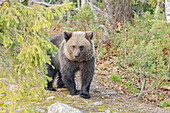 Finnland, Kuusamoo, Bär im Wald