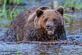 Finnland, Kuusamoo, Tierportrait Bär im Fluss