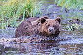 Finnland, Kuusamoo, Bär im Fluss