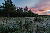 Finnland, Oulanka-Nationalpark, Landschaft mit Wohnmobil am Waldrand am Abend bei Abendrot