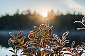 Finnland, Lappland, Inari, Detail Strauch im Herbst am See mit Sonne