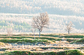 Norwegen, Lyngenalpen, kahler Baum im Herbst