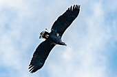 Norwegen, Skjervøy, Adler im Flug