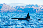 Norwegen, Skjervøy, Wale, Walbeobachtung