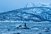 Norwegen, Skjervøy, Wale, Walbeobachtung