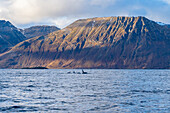 Norwegen, Skjervøy, Wale, Walbeobachtung