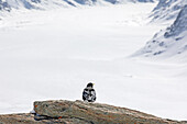  Alpine chough in front of the Aletsch glacier, Alps, Wengen, Grindelwald, Canton of Bern, Bern, Valais, Switzerland, Europe 