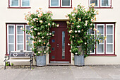  House entrance decorated with climbing roses 