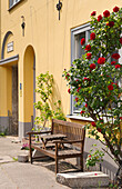  House entrance with bench and climbing rose in front of yellow facade in the old town 