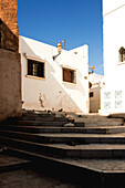  Cats in the midday sun of the Kasbah of the Oudayas in Rabat, Morocco. 