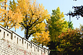  Trees in autumn colors in Seoul, capital of South Korea. 