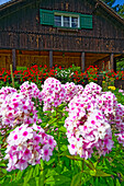  Farmhouse with flowering front garden and phlox summer flowers, Radein, South Tyrol, Alto Adige, Italy 