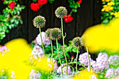  Flowering front garden with thistles, Radein, South Tyrol, Alto Adige, Italy 