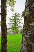  Conifer in the clouds, Radein, South Tyrol, Alto Adige, Italy 