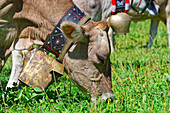  Decorated cow with cowbell at the cattle drive, Truden, South Tyrol, Alto Adige, Italy 