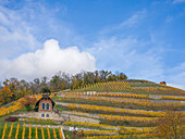  Vineyard in autumn, Freyburg, Saale-Unstrut wine region, Burgenlandkreis, Saxony-Anhalt, Central Germany, Eastern Germany, Germany, Europe 