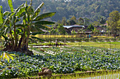 food crops and paddy fields in Tawangmangu area, Karanganyar district, near Surakarta (Solo), Java island, Indonesia, Southeast Asia