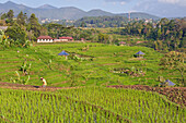 paddy fields in Tawangmangu area, Karanganyar district, near Surakarta (Solo), Java island, Indonesia, Southeast Asia