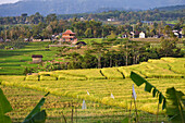 paddy fields in Tawangmangu area, Karanganyar district, near Surakarta (Solo), Java island, Indonesia, Southeast Asia