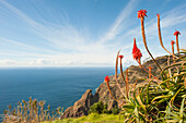 aloe arborescens on the path from Prazeres to Paul do Mar,Madeira island,Atlantic Ocean,Portugal