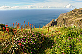 aloe arborescens on the path from Prazeres to Paul do Mar,Madeira island,Atlantic Ocean,Portugal