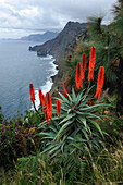 aloe arborescens on the edge of the cliff,Quinta do Furao,Santana,North coast,Madeira island,Atlantic Ocean,Portugal