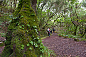 Rabacal levada walk towards the 25 Fountains cirque,Madeira island,Atlantic Ocean,Portugal