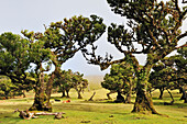 pluri-centenarian laurel trees around Fanal,Paul da Serra plareau,Madeira island,Atlantic Ocean,Portugal