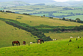 hills around Aberystwyth,Wales,United Kingdom,Great Britain,Europe