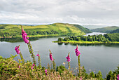 digitalis purpurea at Clywedog lake,Wales,United Kingdom,Great Britain,Europe