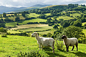 country side around Llangollen,Wales,United Kingdom,Great Britain,Europe