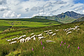 Snowdonia National Park,Wales,United Kingdom,Great Britain,Europe