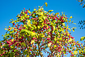  Bush of spindle tree in autumn, in Bavaria, Germany 