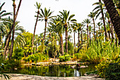 Palmenwald im Park Huerto de Cura, im Palmenhain 'Palmeral', Elche, Costa Blanca, Provinz Alicante, Autonome Region Valencia, Spanien