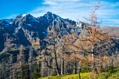 Herbst in den Hohen Tauern in Fusch, am Eingang zur Großglocknerstraße, Bezirk Zell am See, Pinzgau, Ostalpen, Land Salzburg, Österreich