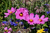  Meadow flowers with bumblebee, in Bavarian Swabia 