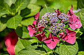  Hydrangea Frisbee Hot Purple (Hydrangea Macrophylla) in the Landschloss Pirna Zuschendorf in Saxony, Germany  