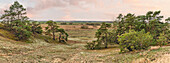  Inland Dunes Nature Reserve near Klein Schmölen, the largest inland dune in Europe, Mecklenburg-Western Pomerania, Germany 